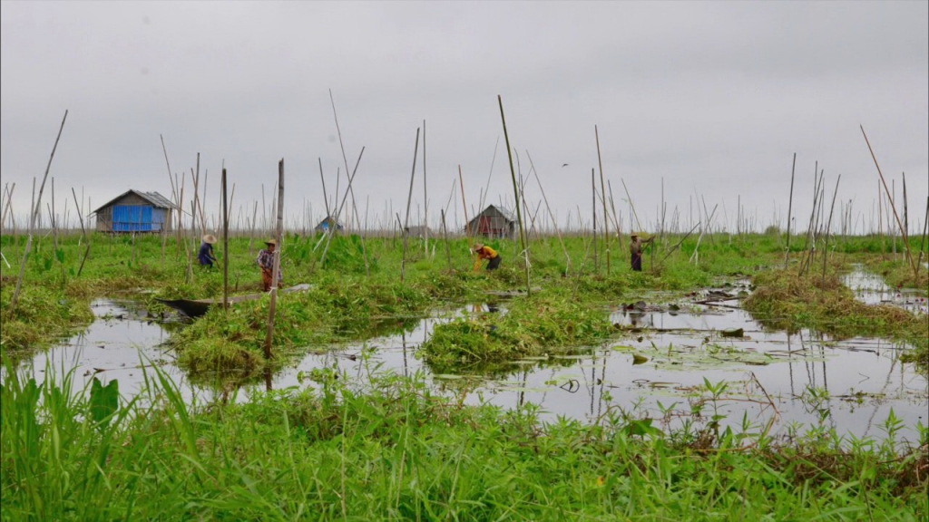 plateau shan lac Inle Myanmar