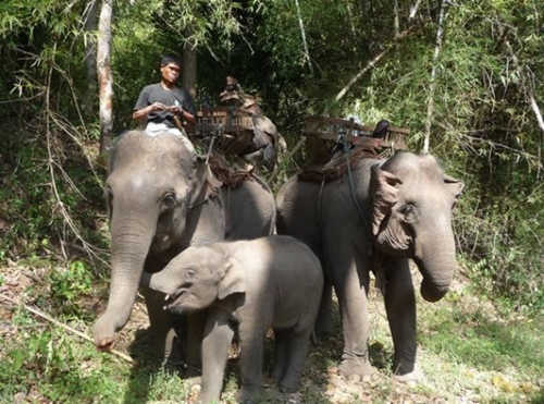Une famille d'elephants