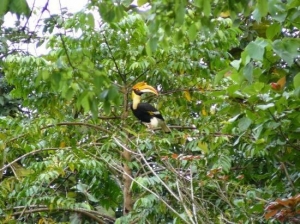 un toucan dans la jungle du lac Ratchaprapa dans le parc national de Khao sok