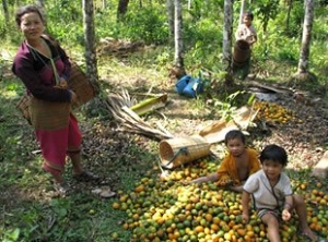 recolte du betel
