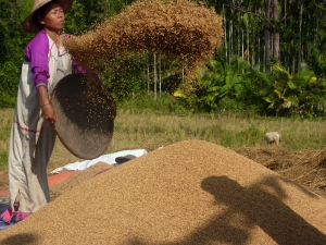 la recolte du riz en novembre-decembre