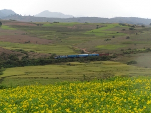 sesame en fleurs et train