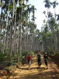 rando par plantations de palmiers donnant la noix de betel