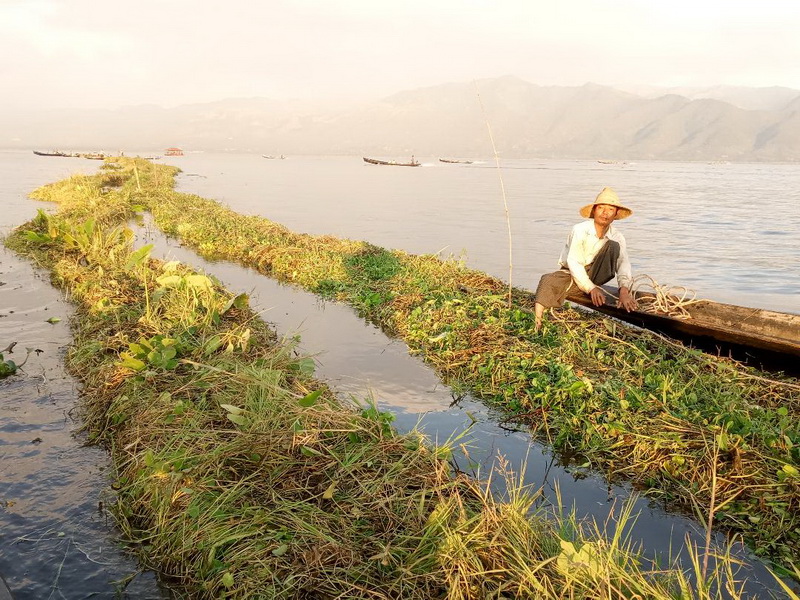 Déplacement de jardins sur le lac Inle